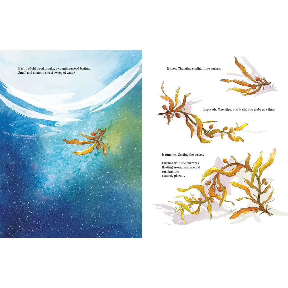 Sea Without a Shore: Life in the Sargasso