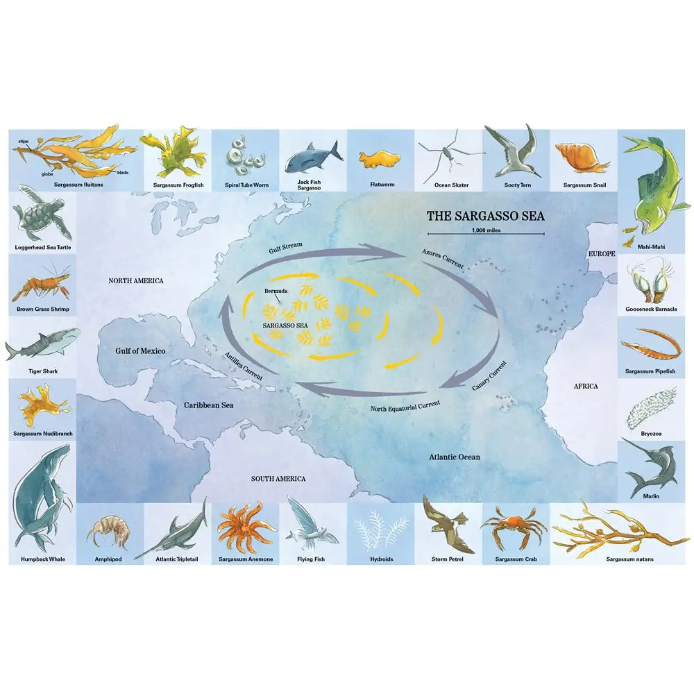 Sea Without a Shore: Life in the Sargasso