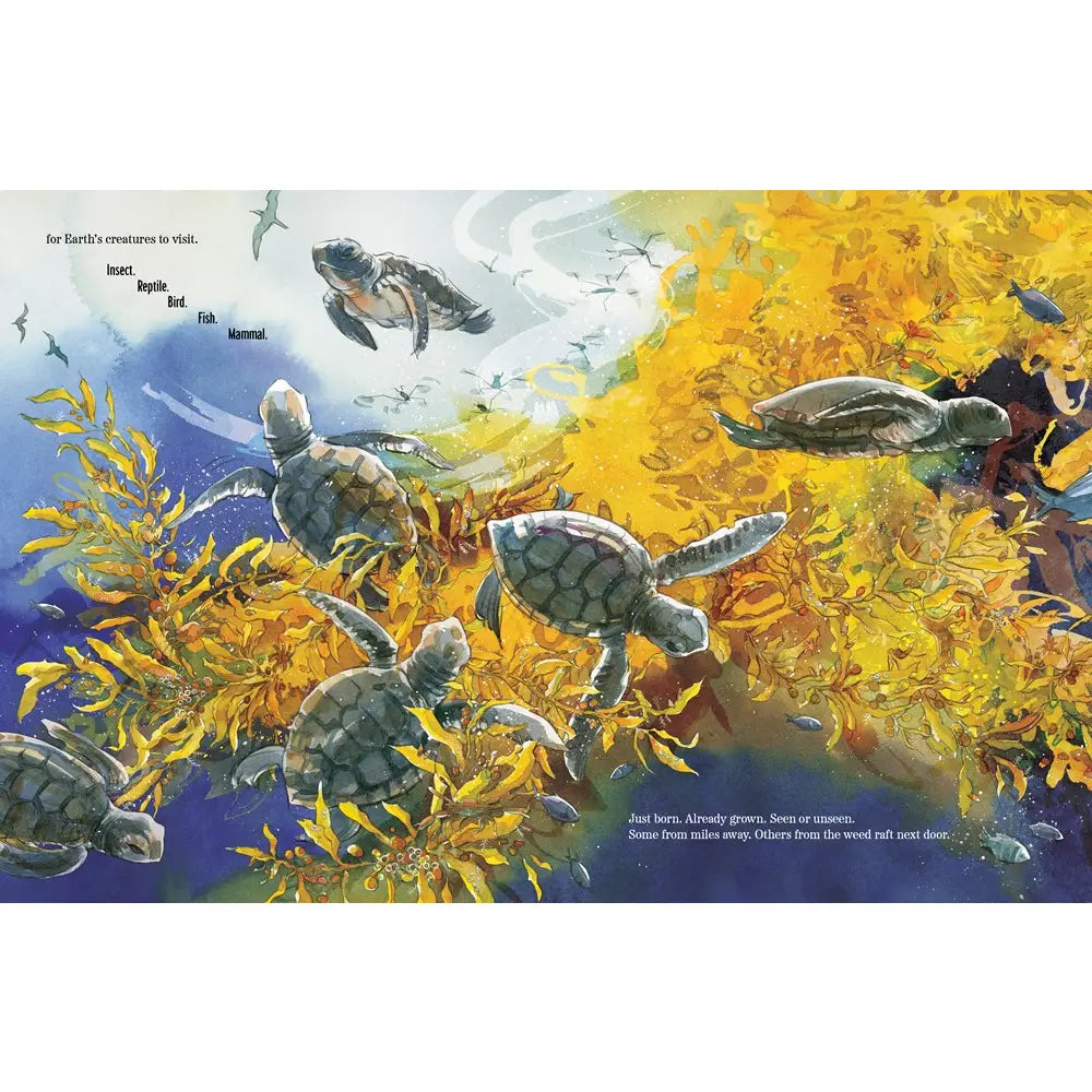 Sea Without a Shore: Life in the Sargasso