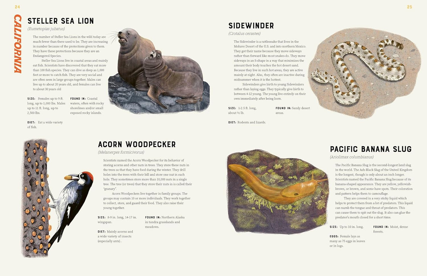America is Wild!: A State-By-State Encyclopedia of American Wildlife (Hardcover)