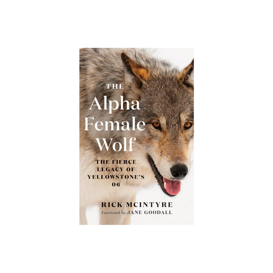 The Alpha Female Wolf: The Fierce Legacy of Yellowstone's 06