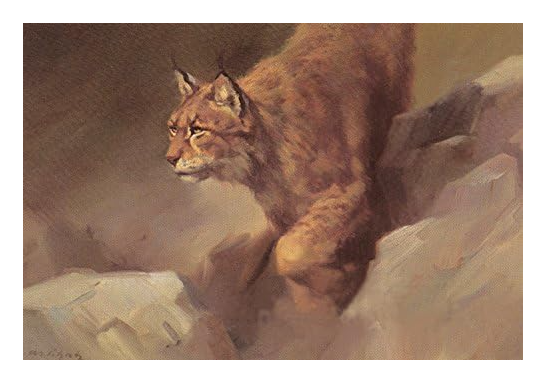 Print Schatz Lynx on the Rock