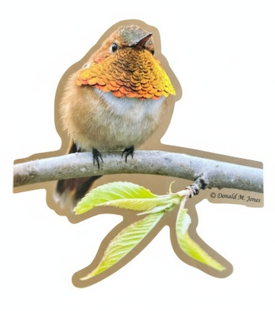 Rufus Hummingbird Sticker