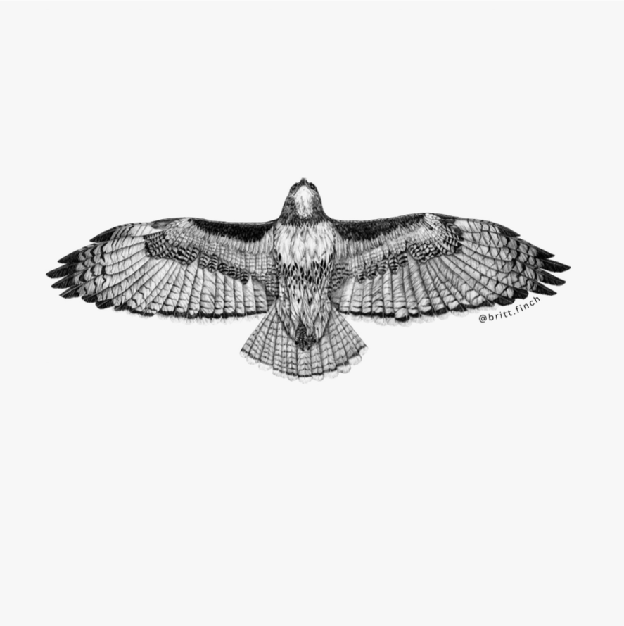 Red Tailed Hawk Sticker
