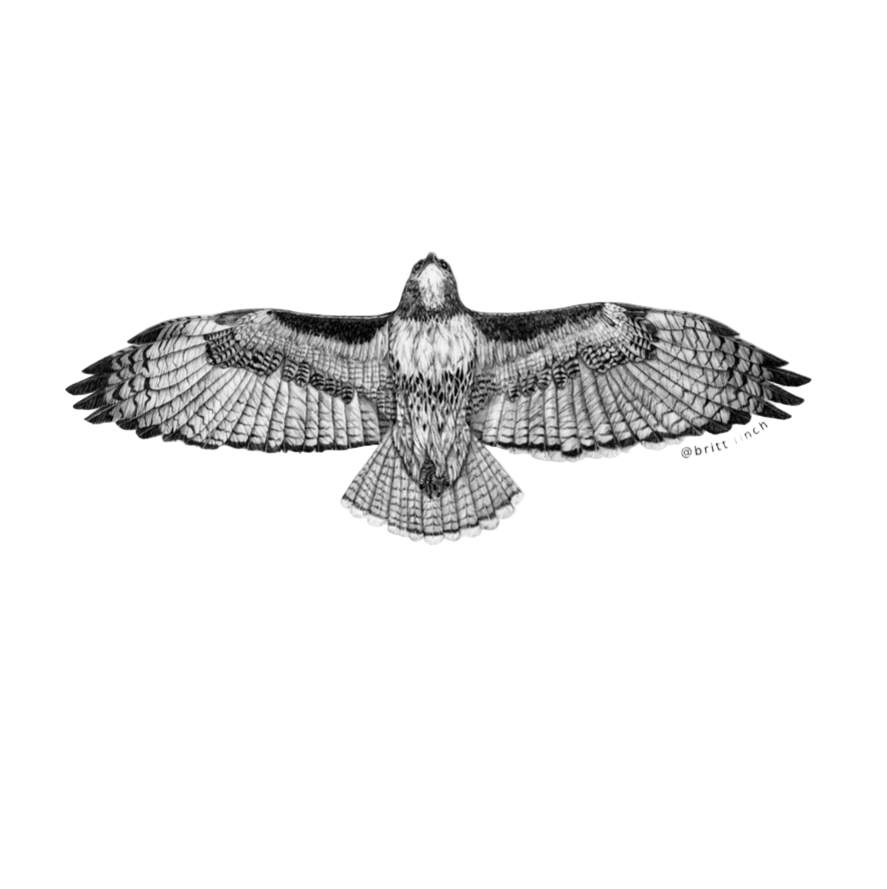 Red Tailed Hawk Sticker