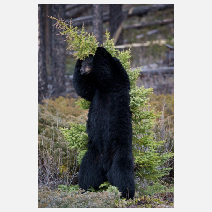 Itchy! Scratchy! NC