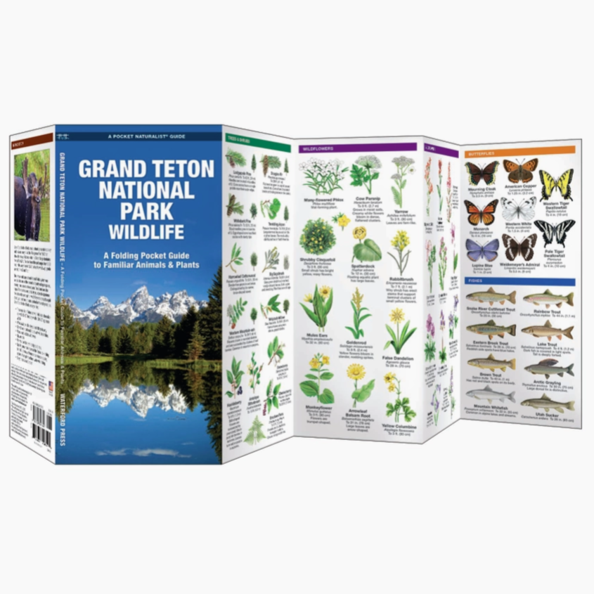 Grand Teton National Park Wildlife Nature Guide