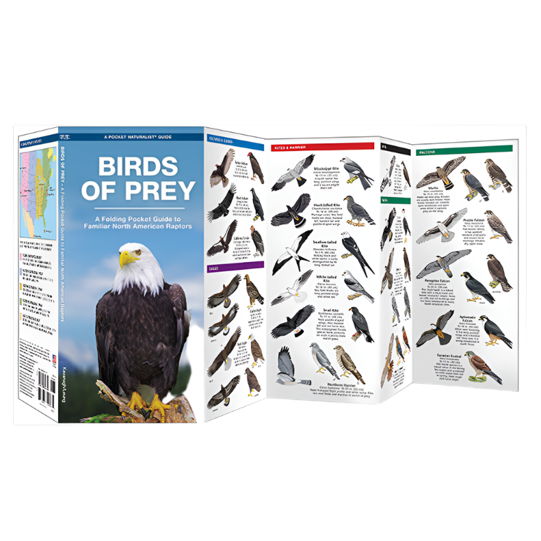 Birds of Prey: A Folding Pocket Guide To Familiar Raptors
