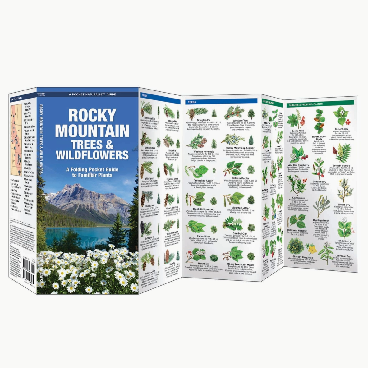 Rocky Mountain Trees & Wildflowers Nature Guide