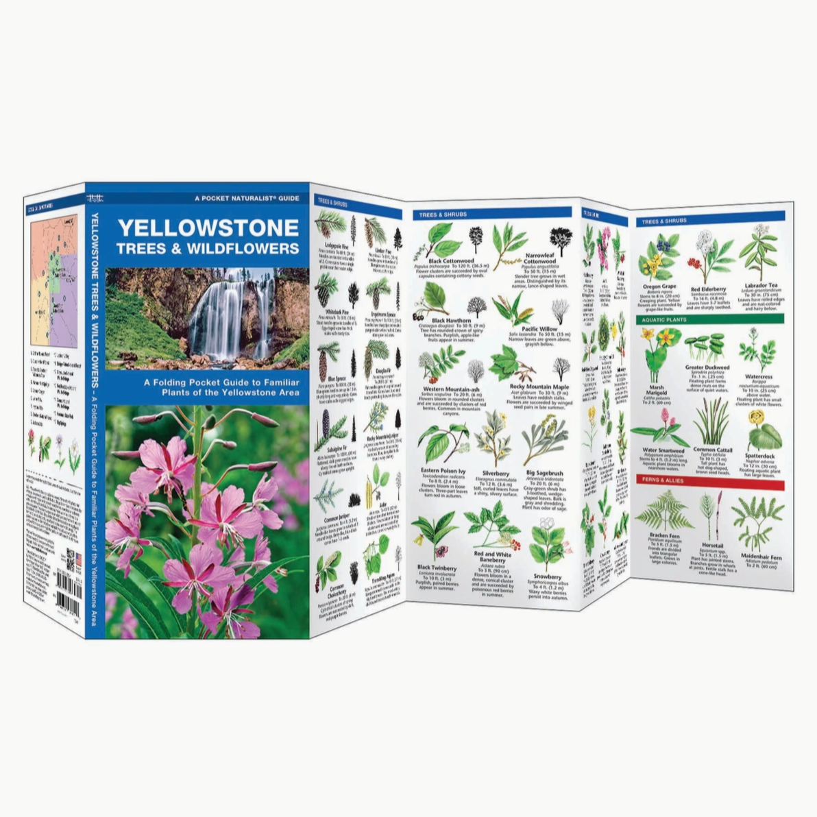 Yellowstone Trees & Wildflowers Nature Guide