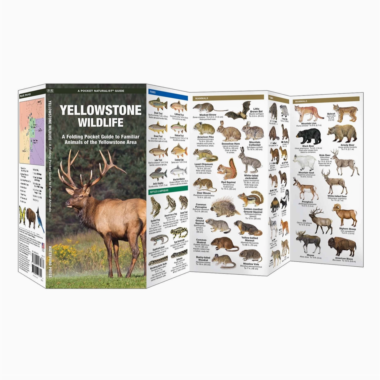 Yellowstone Wildlife Nature Guide