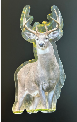 Whitetail Sticker