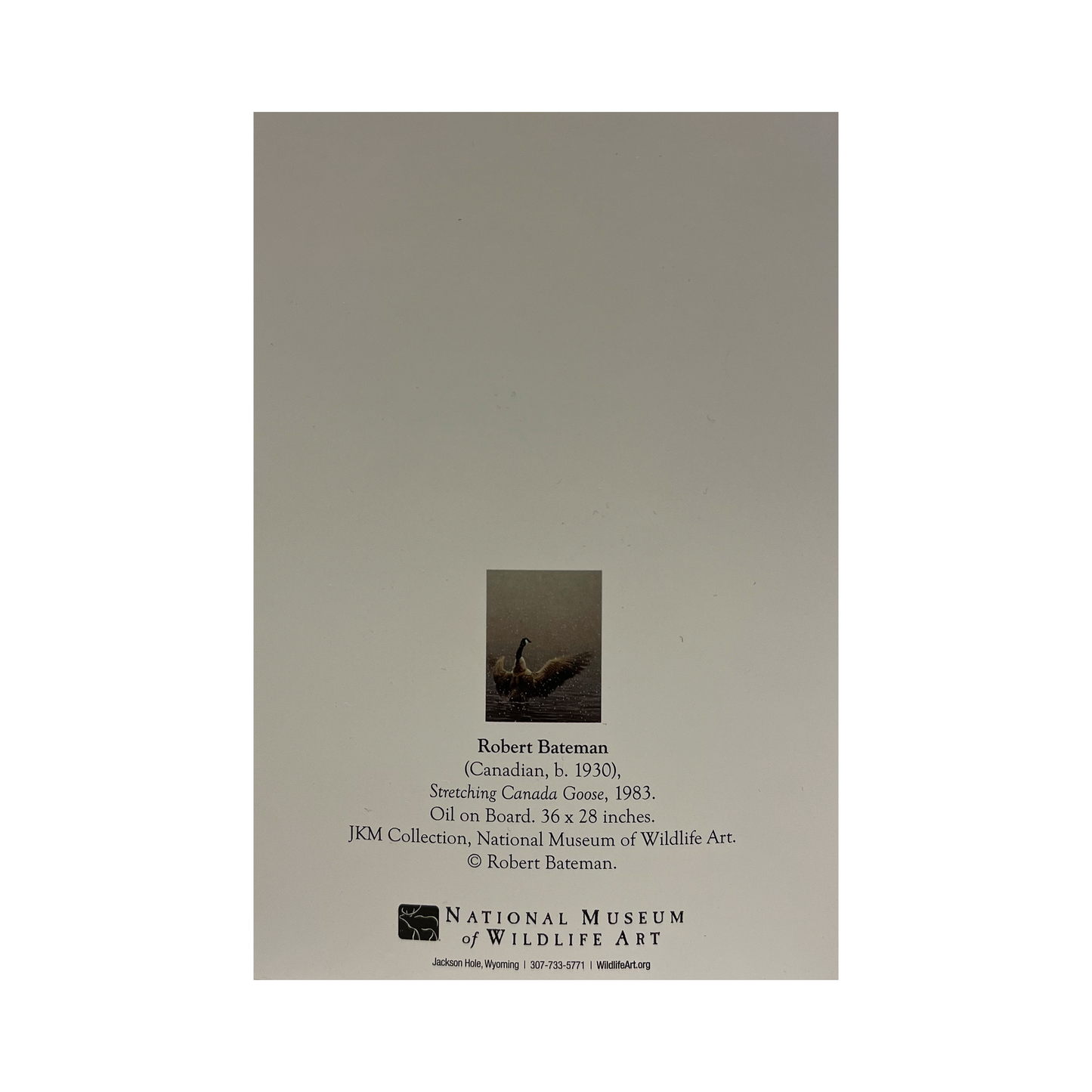 Robert Bateman 'Stretching Canada Goose' Notecard