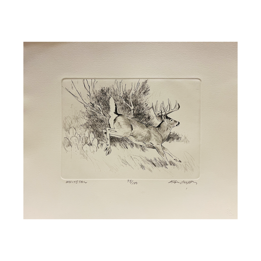 'Whitetail Etchings' Ken Carlson Print