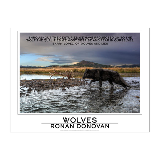 Ronan Donovan Poster 'Wolf #3'