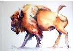 NC CD Colorful Bison