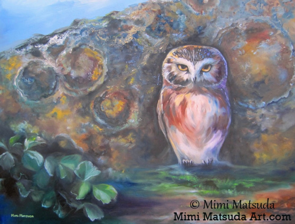 NC MM Northern Saw-whet Owl