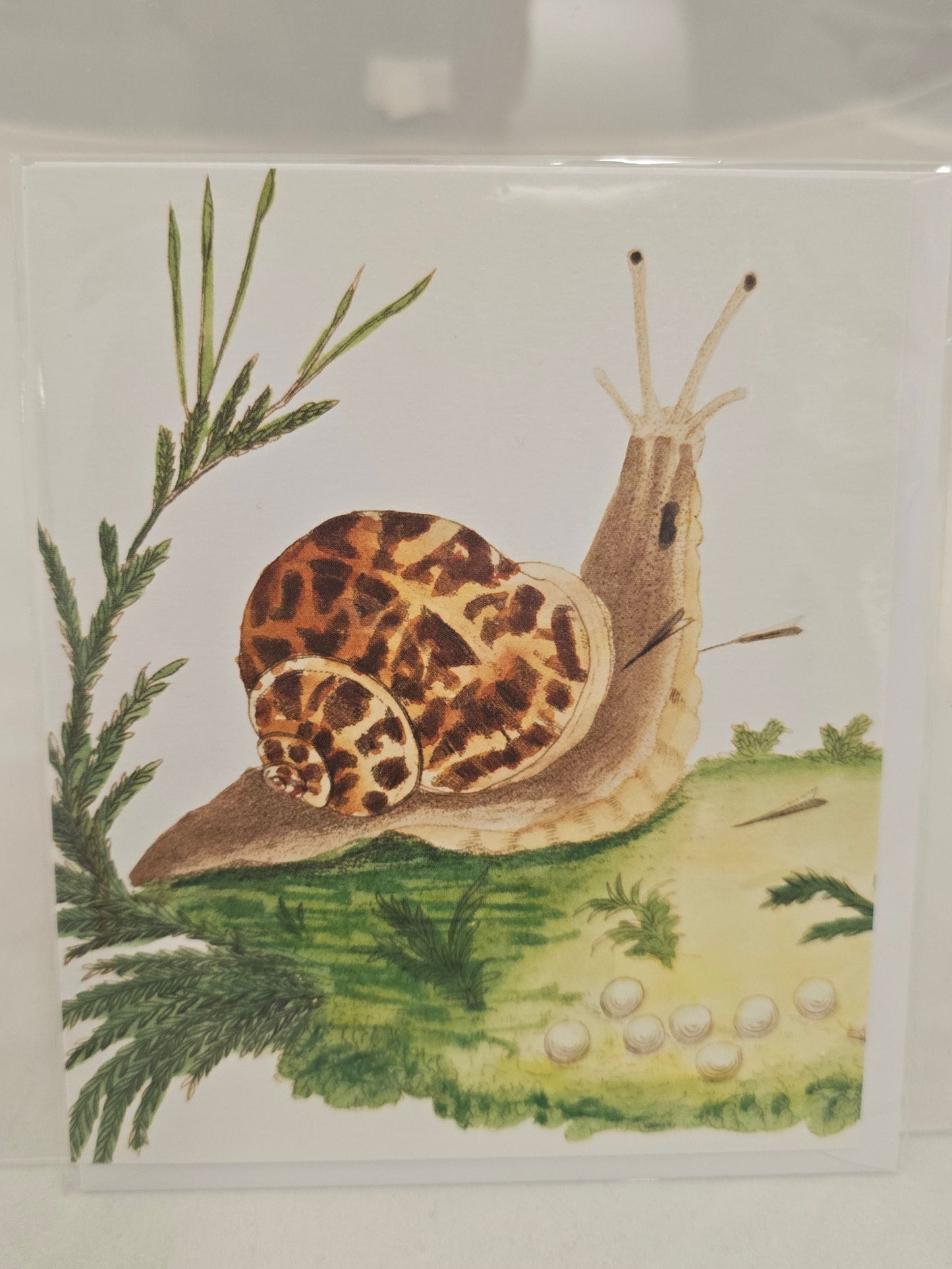 NC Snail