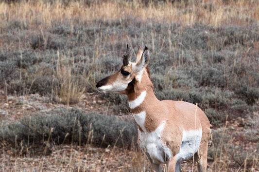 Print Pronghorn and Sage AM