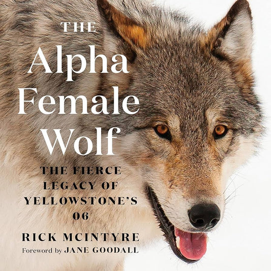 The Alpha Female Wolf: The Fierce Legacy of Yellowstone's 06