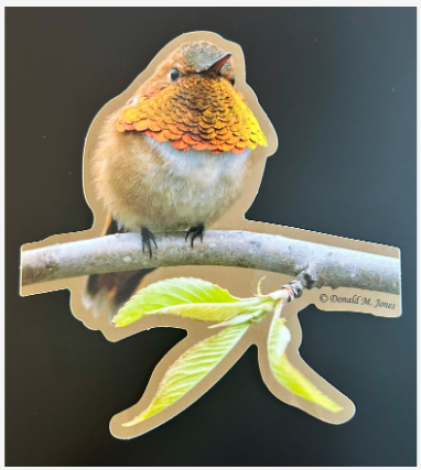 Rufus Hummingbird Sticker