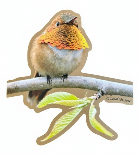 Rufus Hummingbird Sticker