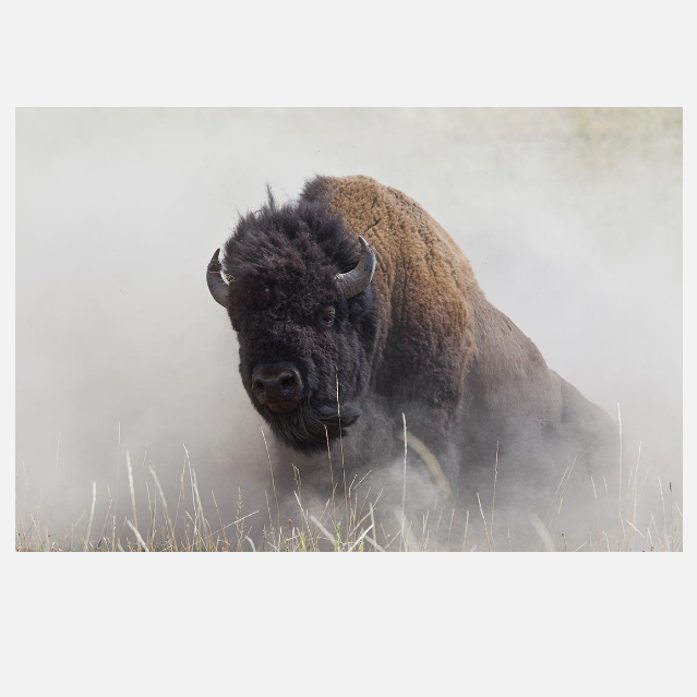 Olee Bison NC
