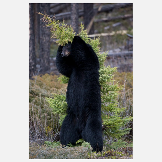 Itchy! Scratchy! NC