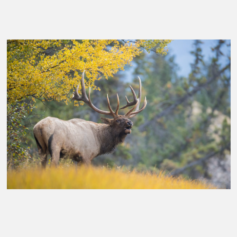 Herd Call NC