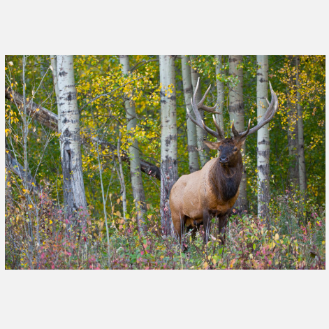 Wanderer of the Aspens NC