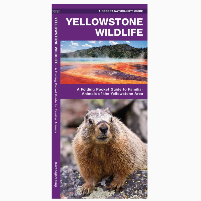 Yellowstone Wildlife Nature Guide