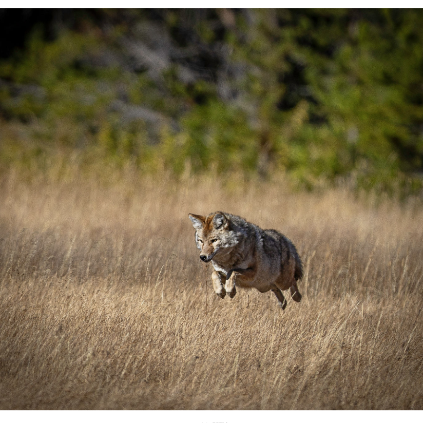 Graceful Jumps Notecard