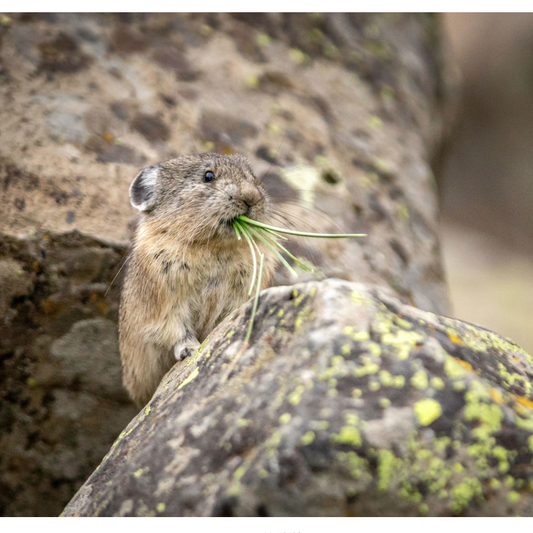 Pika's din din Notecard