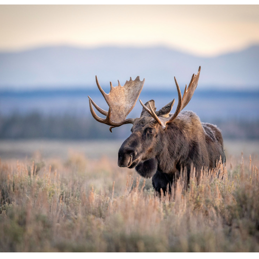 Moose Wanderer Notecard