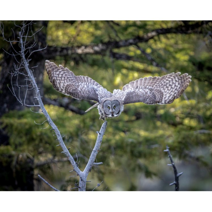 Great Gray Owl N2 Notecard