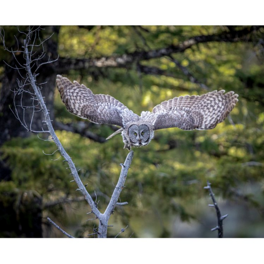 Great Gray Owl N2 Notecard