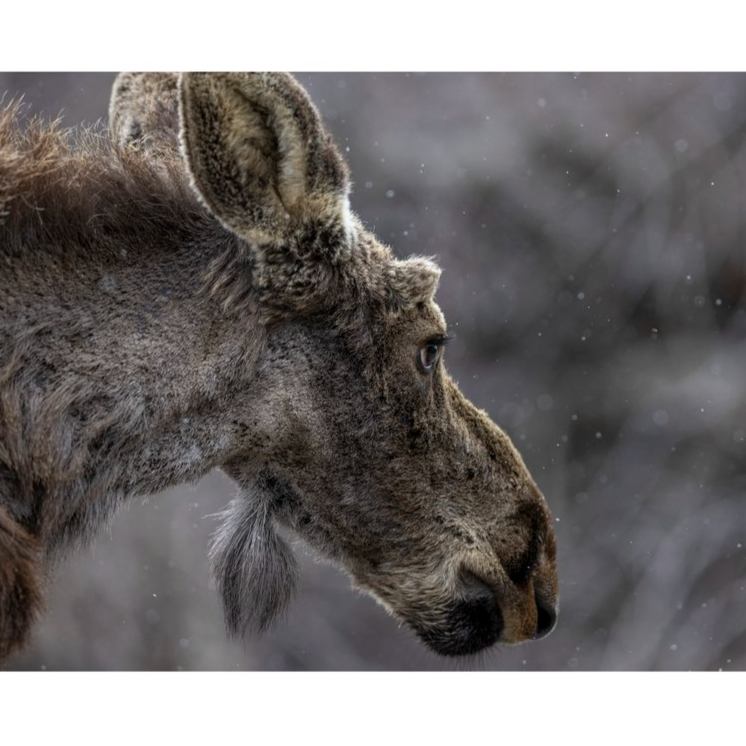 Moody Moose Notecard