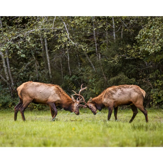 Elk Rut Notecard