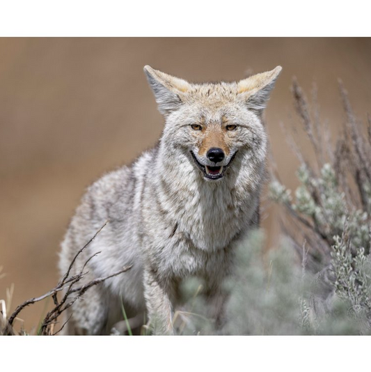 Smiling Cayo Notecard