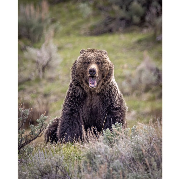 Laughing Bear Notecard