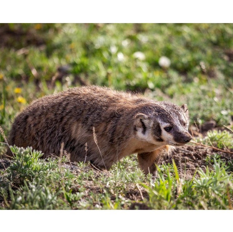 Badger Notecard