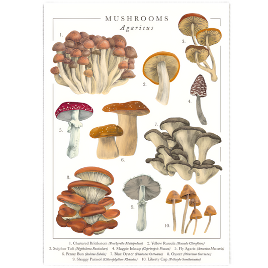 Mushrooms Greeting Card