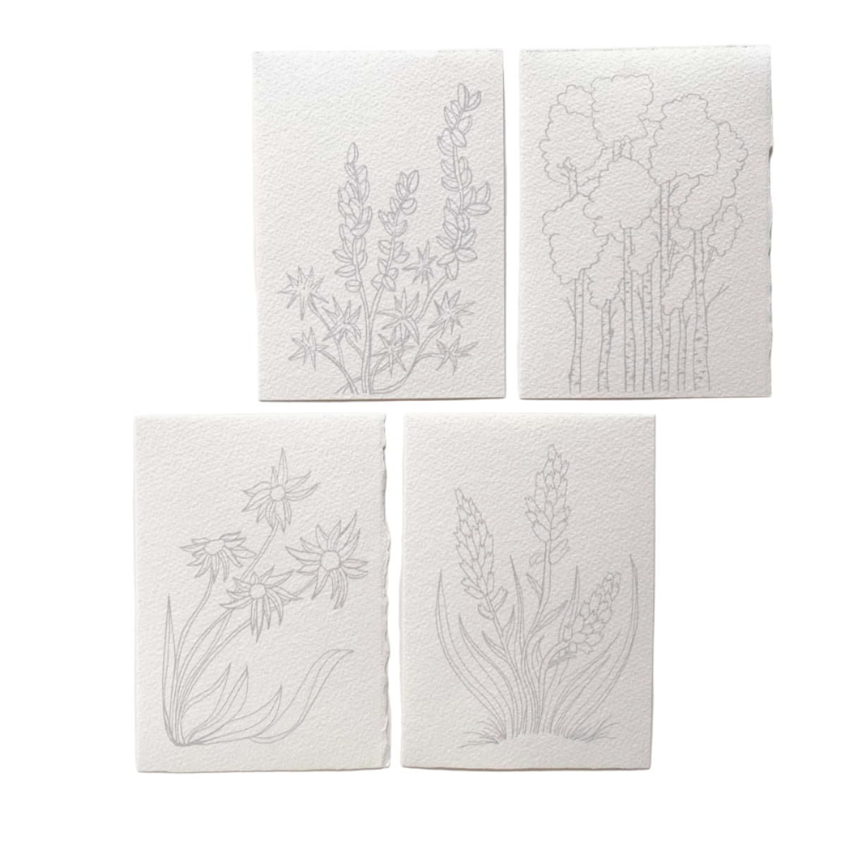 Diy Watercolor Kit : Alpine Botanical