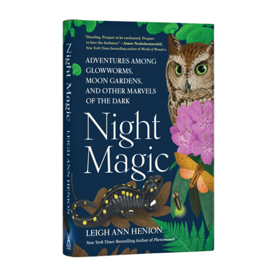 Night Magic