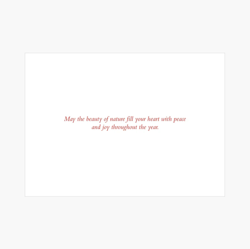 Winter Evergreens Deluxe Boxed Holiday Cards