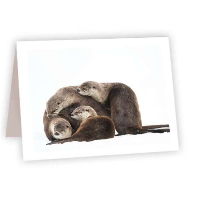 NC Otter Family