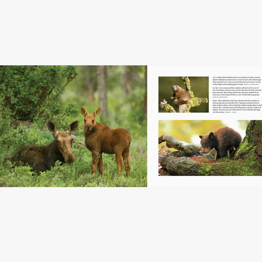 Born Wild in Yellowstone and Grand Teton National Parks: Volume 2