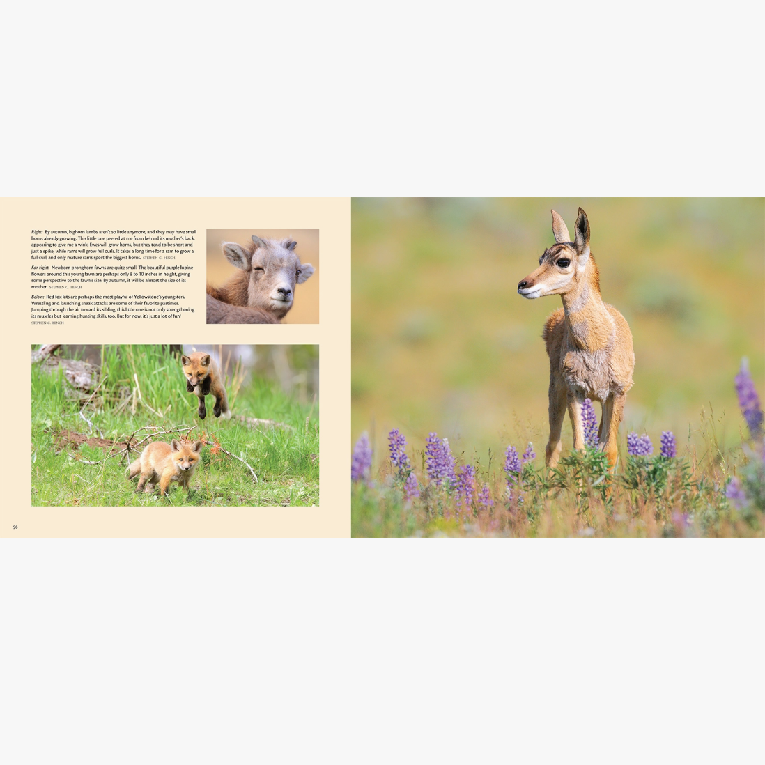 Born Wild in Yellowstone and Grand Teton National Parks: Volume 2