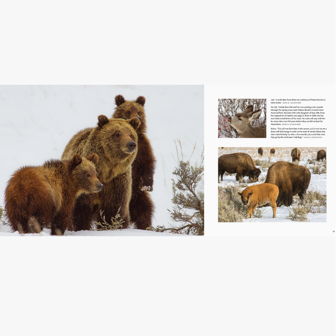 Born Wild in Yellowstone and Grand Teton National Parks: Volume 2