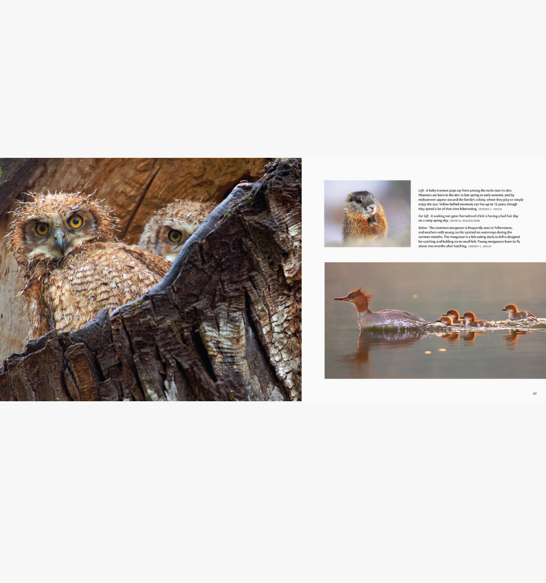 Born Wild in Yellowstone and Grand Teton National Parks: Volume 2